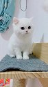 乖巧可爱的猫咪，是不是被吸引了呢