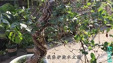 金银花大量掉叶，别以为是正常现象，有可能是最坏的情况