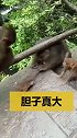 这只猴子胆子真大，真会玩啊