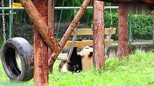 熊猫：为什么叫滚滚，喏，这就是了