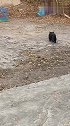 猫：铲屎官谁让你出声儿的，鸟都让你吓跑了！