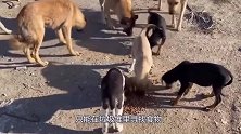 上千只狗狗躺在马路上，路人愤怒询问原因，真相让人泪目！