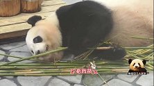 熊猫结浜懒洋洋地躺在地上挑选可口的竹子，卖起萌来略显“敷衍”