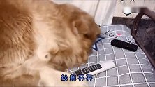 金毛热得受不了，叼来遥控器开空调，舒服了还不忘惹事，真搞笑