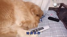 金毛热得受不了，叼来遥控器开空调，舒服了还不忘惹事，真搞笑