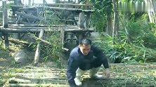 大熊猫到底有多缠人？看看奶爸逃走的速度就知道了，真是个黏人精