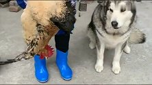 狗狗洛洛终于可以开过年餐吃鸡肉了，我等的好辛苦啊