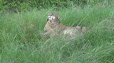 五只狮子幼崽不认真吃奶，在母狮身边窜来窜去