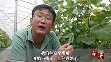 吃甜瓜如同吃冰糖，老农挑瓜方法绝了，甜瓜地里露一手