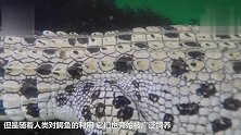 一只鸡勇闯鳄鱼园，被一群鳄鱼追杀，最后逃出来没