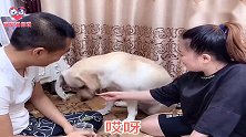 女主人让狗狗吃，男主人不让吃，狗狗这下为难了：听谁的都得罪啊
