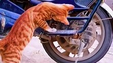猫咪怕不是修车工转世，看到主人的轮胎后，拿爪子研究了一下午！
