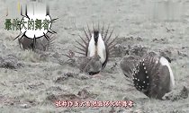 大自然最伟大的舞者,求偶时会拼命抖胸!看完笑出猪叫声!