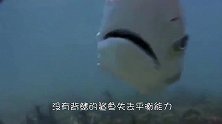 鲨鱼被割掉背鳍扔回海里，沉入海底无力挣扎，等待它的是什么呢？