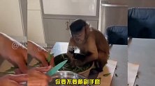 猴子迷惑行为：妈妈不让玩手机