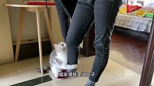 猫咪发情了，这可如何是好？铲屎官无辜被当成发情对象了