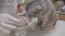好馋嘴的猫咪，这目不转睛的看着，很想吃吗