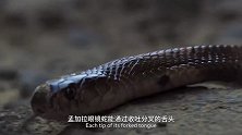 孟加拉眼镜蛇猎食现场，不管猎物怎么躲，它都能找到