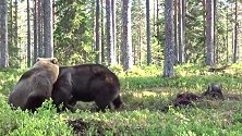 芬兰森林里，两只大肥棕熊打架全身脂肪都抖起来，场