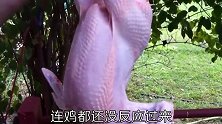 奇闻分享：拔鸡毛的神器，30秒就能解决一只鸡