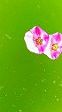 花儿花儿为谁开，落花有意，流水无情。