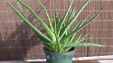 芦荟叶子发黄发软？只需“三步走”，翠绿肥厚都要下垂了