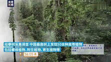 刷新纪录！中国最高树木83.4米，相当于28层楼高
