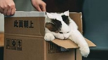 又见“动物盲盒”！上百只猫狗奄奄一息，臭气熏人，哀嚎阵阵