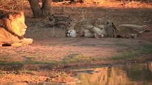 雄狮爸爸想和幼崽玩，被母狮强势恐吓