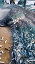 知道啥叫红网吗？这样就是