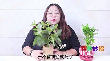 花盆里撒一把它，不管多难养的花草，几天就根壮绿油油，涨经验了