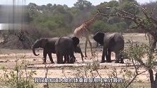 动物：犀牛和大象两头壮汉相遇，会发生怎样的事情？