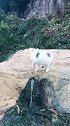 猫：奇了怪，这石头怎么还会流水呀！