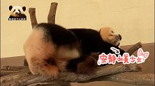 熊猫樱浜任性开启“特困生”模式，不管不顾呼呼大睡，好萌呀！