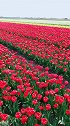 火红的郁金香，起来！