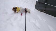 雪地撒欢儿，狗狗们高兴坏了，见到熟人又抱大腿又搂腰