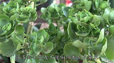 长寿花难养？分享几个干货知识，一年长成巨无霸，满头花苞