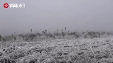 1600多只黑颈鹤在雪地觅食嬉戏 恰似一幅绝美的水墨画