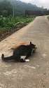 猫主人怎么还不回来，等着太无聊了，先咬会架吧！