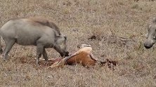 疣猪改吃荤不吃素，还阻止胡狼来抢食