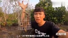 几个月没去红树林，螃蟹又大又肥，阿镭搞几只回家做油焖螃蟹