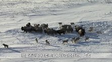 狼群猎捕落单野牛，没想到野牛遇到了猪队友，狼：给你算个助攻！
