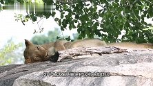 查拉拉狮群：娘俩在岩石上玩耍，回顾三只幼崽进食角马，无限唏嘘
