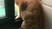 橘猫：我如果说我只是想看看外面的世界铲屎的，你信吗