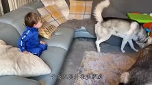 主人叫哈士奇帮忙带娃，回到家一看，直接气得要卖狗