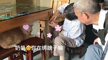 说着不爱猫，却给猫咪做了个猫抓桌腿
