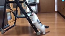 小奶猫屁颠屁颠的在家里走来走去，一个人也能玩的很嗨