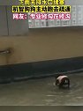 陕西宝鸡：下雨天排水口堵塞，机智狗狗主动跑去疏通