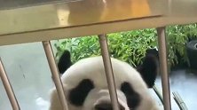 熊猫：奶妈非要给金虎戴小花，人家是个男孩子啊！太没面子了！
