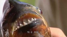 食人鱼的胃酸到底有多强？将一根火腿肠扔进去，接下来别眨眼_1